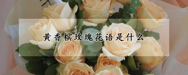 黃香檳玫瑰花語是什么