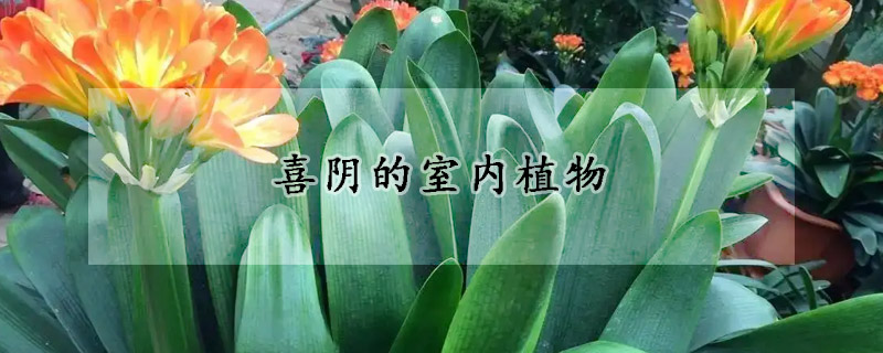 喜陰的室內植物