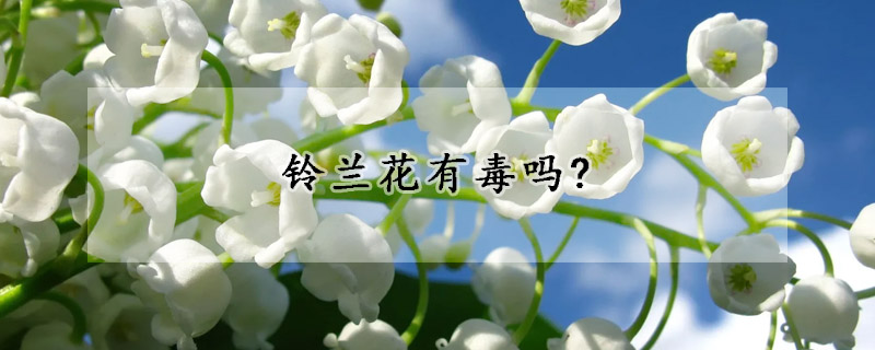 鈴蘭花有毒嗎?