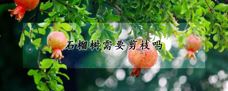 石榴樹需要剪枝嗎