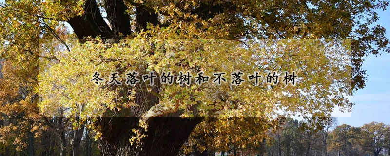 冬天落葉的樹和不落葉的樹