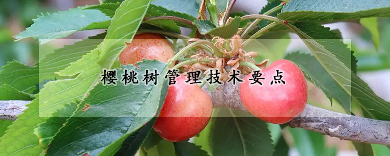 櫻桃樹(shù)管理技術(shù)要點(diǎn)