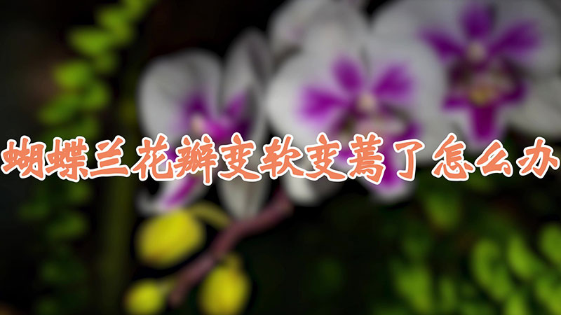 蝴蝶蘭花瓣變軟變蔫了怎么辦