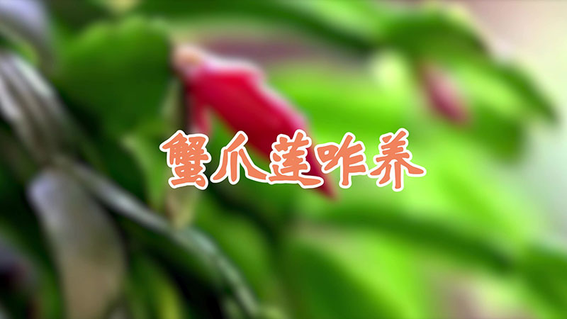 蟹爪蓮咋養(yǎng)