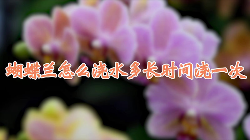 蝴蝶蘭怎么澆水多長時間澆一次