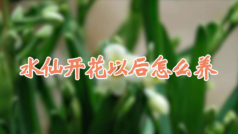 水仙開花以后怎么養