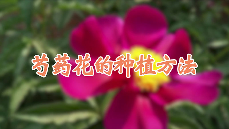 芍藥花的種植方法