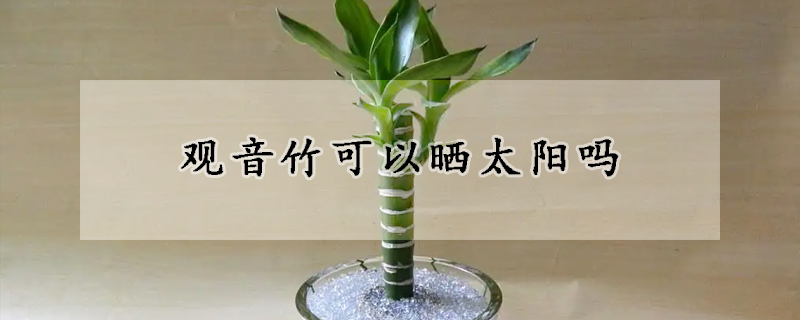 觀音竹可以曬太陽嗎
