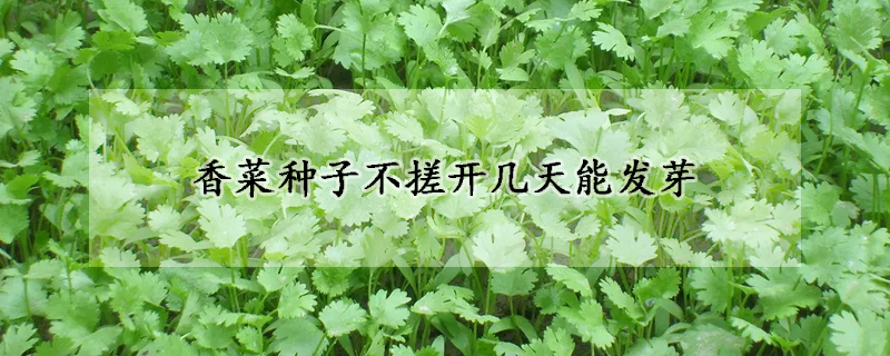 香菜種子不搓開幾天能發芽