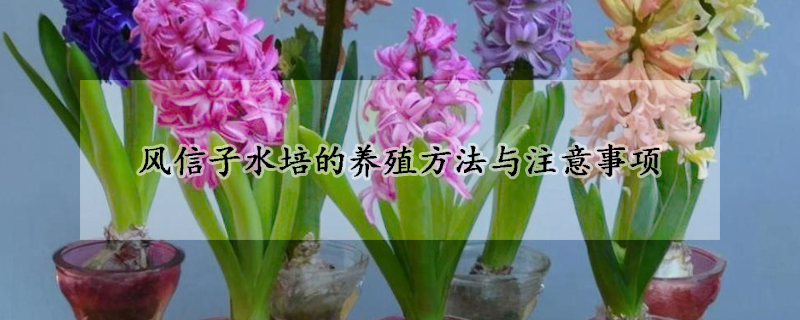 風信子水培的養殖方法與注意事項
