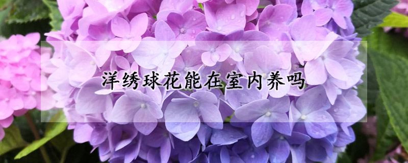 洋繡球花能在室內(nèi)養(yǎng)嗎