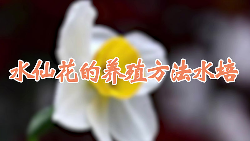 水仙花的養殖方法水培