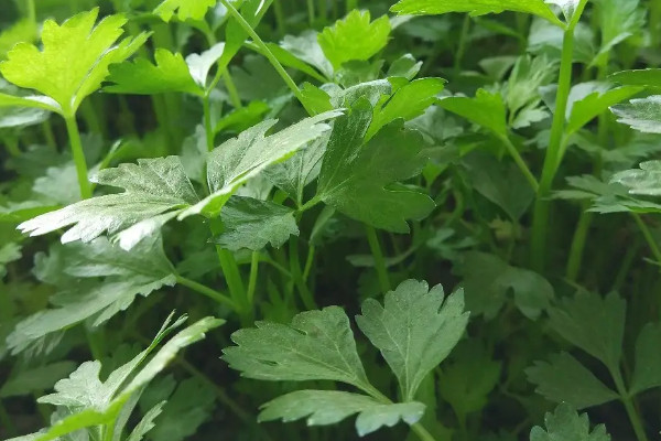 香菜什么時候種植