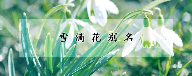 雪滴花別名