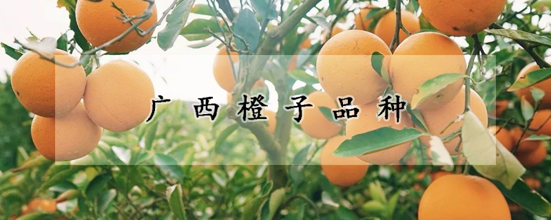 廣西橙子品種