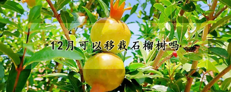 12月可以移栽石榴樹嗎