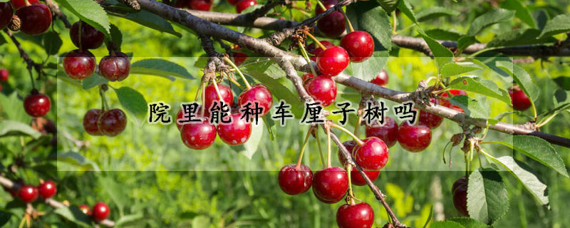 院里能種車?yán)遄訕?shù)嗎