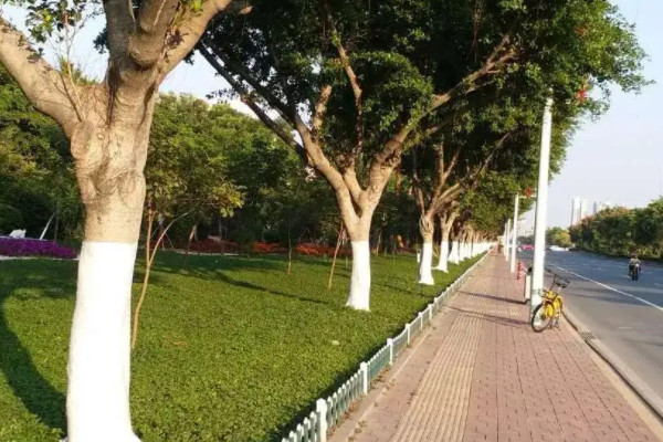 為什么樹干白石灰只刷一米