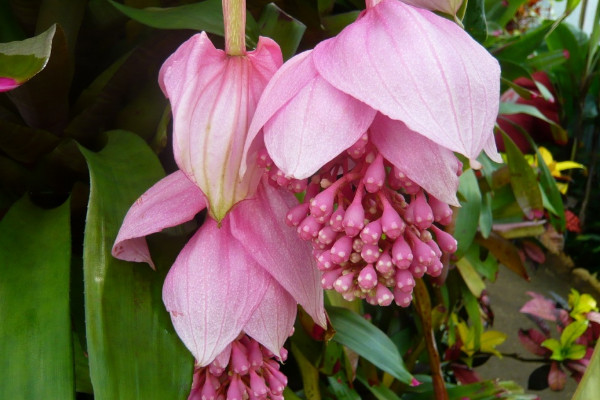 寶蓮燈一年開幾次花怎么養(yǎng)殖