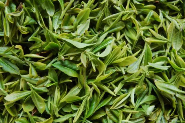 廬山云霧茶屬于什么茶,廬山云霧茶是哪種茶