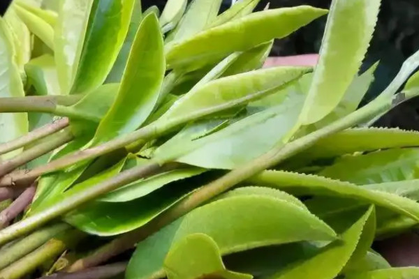 廬山云霧茶屬于什么茶,廬山云霧茶是哪種茶