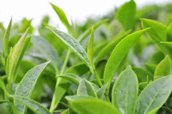 高山茶屬于什么茶,高山茶是哪種茶