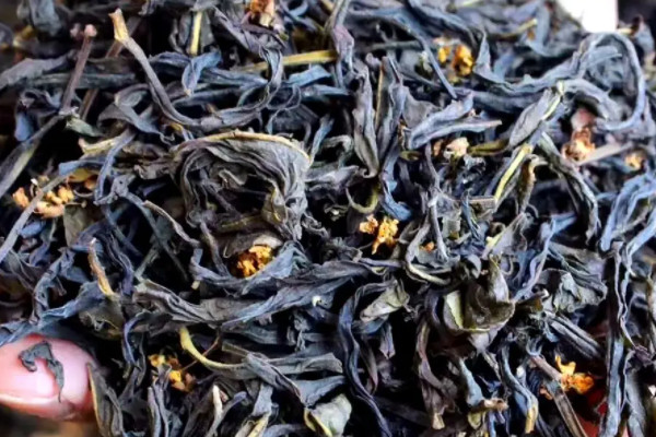 高山茶屬于什么茶,高山茶是哪種茶
