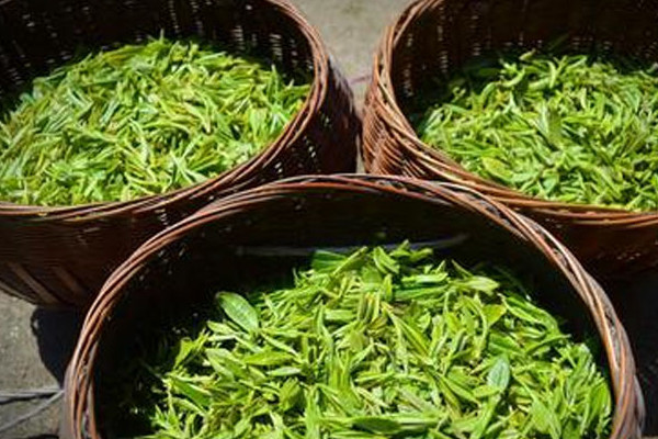 高山茶產(chǎn)地在哪個(gè)地方,高山紅茶產(chǎn)地哪里