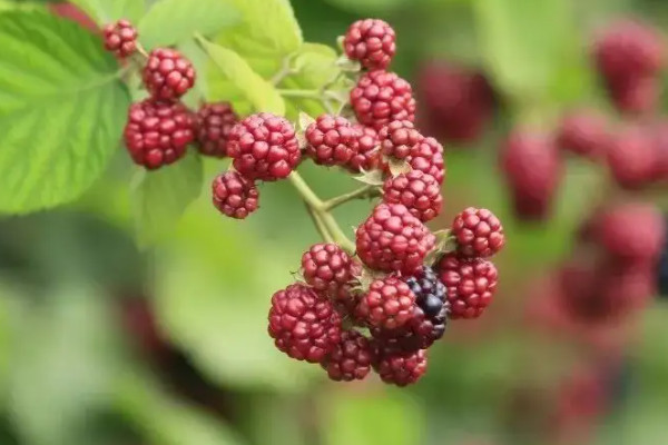 覆盆子和樹莓的區別