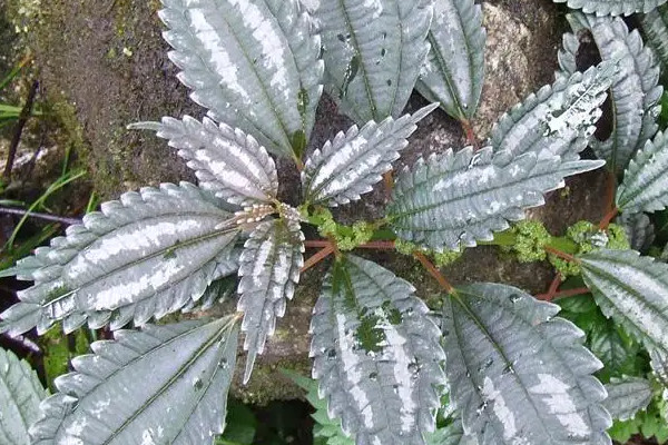 吸油煙最強的植物,什么植物吸油煙最厲害