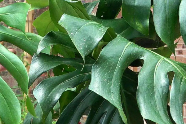 吸油煙最強的植物,什么植物吸油煙最厲害