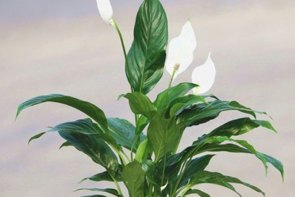 水培一帆風(fēng)順怎么養(yǎng)才能更旺盛