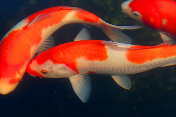 錦鯉和紅鯉魚的區別
