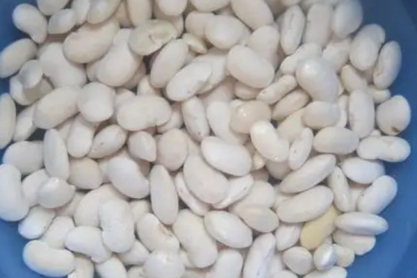 白蕓豆種植時間和方法