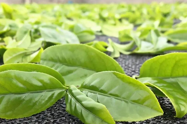鳳凰茶品種有哪些,鳳凰茶有什么品種