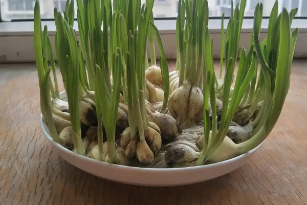 栽蒜苗用扒皮嗎