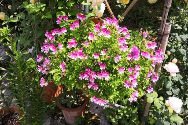 家里再窮也要養這3種花,家里再窮也要養這3種花盆景