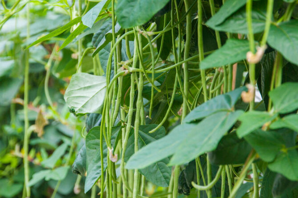 陽臺種植蔬菜的時間和方法步驟,陽臺如何種植蔬菜