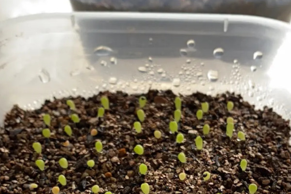 陽臺種植蔬菜的時間和方法步驟,陽臺如何種植蔬菜