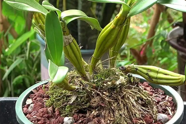 陽(yáng)臺(tái)種植石斛的時(shí)間和方法步驟,石斛陽(yáng)臺(tái)怎么養(yǎng)才好