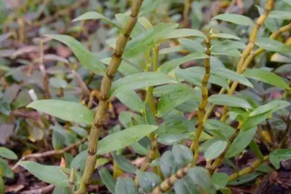 陽(yáng)臺(tái)種植石斛的時(shí)間和方法步驟,石斛陽(yáng)臺(tái)怎么養(yǎng)才好