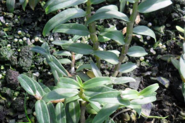 陽(yáng)臺(tái)種植石斛的時(shí)間和方法步驟,石斛陽(yáng)臺(tái)怎么養(yǎng)才好