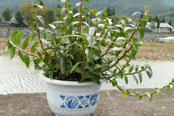 陽(yáng)臺(tái)種植石斛的時(shí)間和方法步驟,石斛陽(yáng)臺(tái)怎么養(yǎng)才好