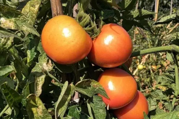 陽臺種植西紅柿的時間和方法步驟,陽臺怎么種植西紅柿