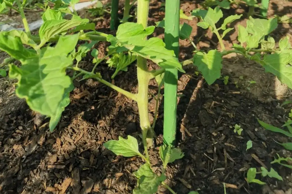 陽臺種植西紅柿的時間和方法步驟,陽臺怎么種植西紅柿