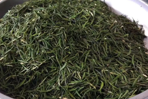 金壇雀舌屬于什么茶類,金壇雀舌是什么茶樹