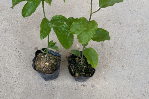 陽臺種植百香果的時間和方法步驟，百香果在陽臺如何種植