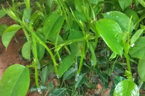 陽臺種植百香果的時間和方法步驟，百香果在陽臺如何種植
