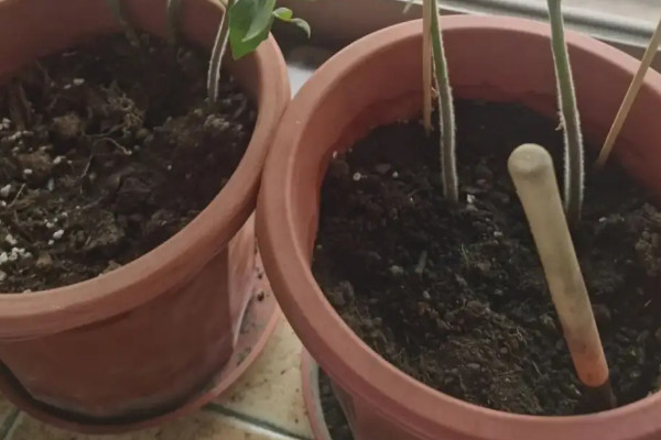 陽臺種植百香果的時間和方法步驟，百香果在陽臺如何種植