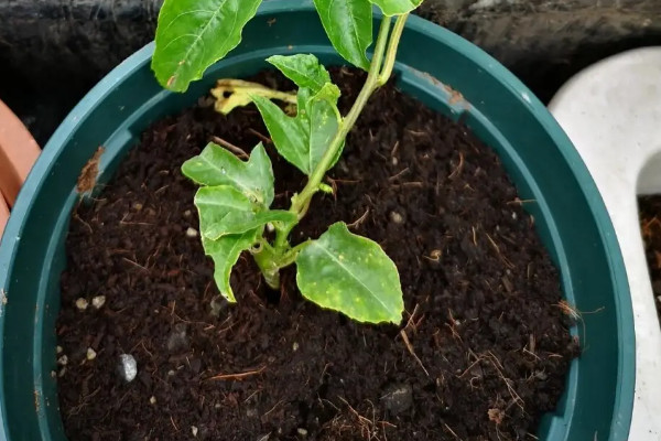 陽臺種植百香果的時間和方法步驟，百香果在陽臺如何種植
